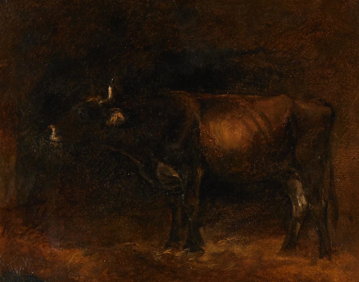 Mucca